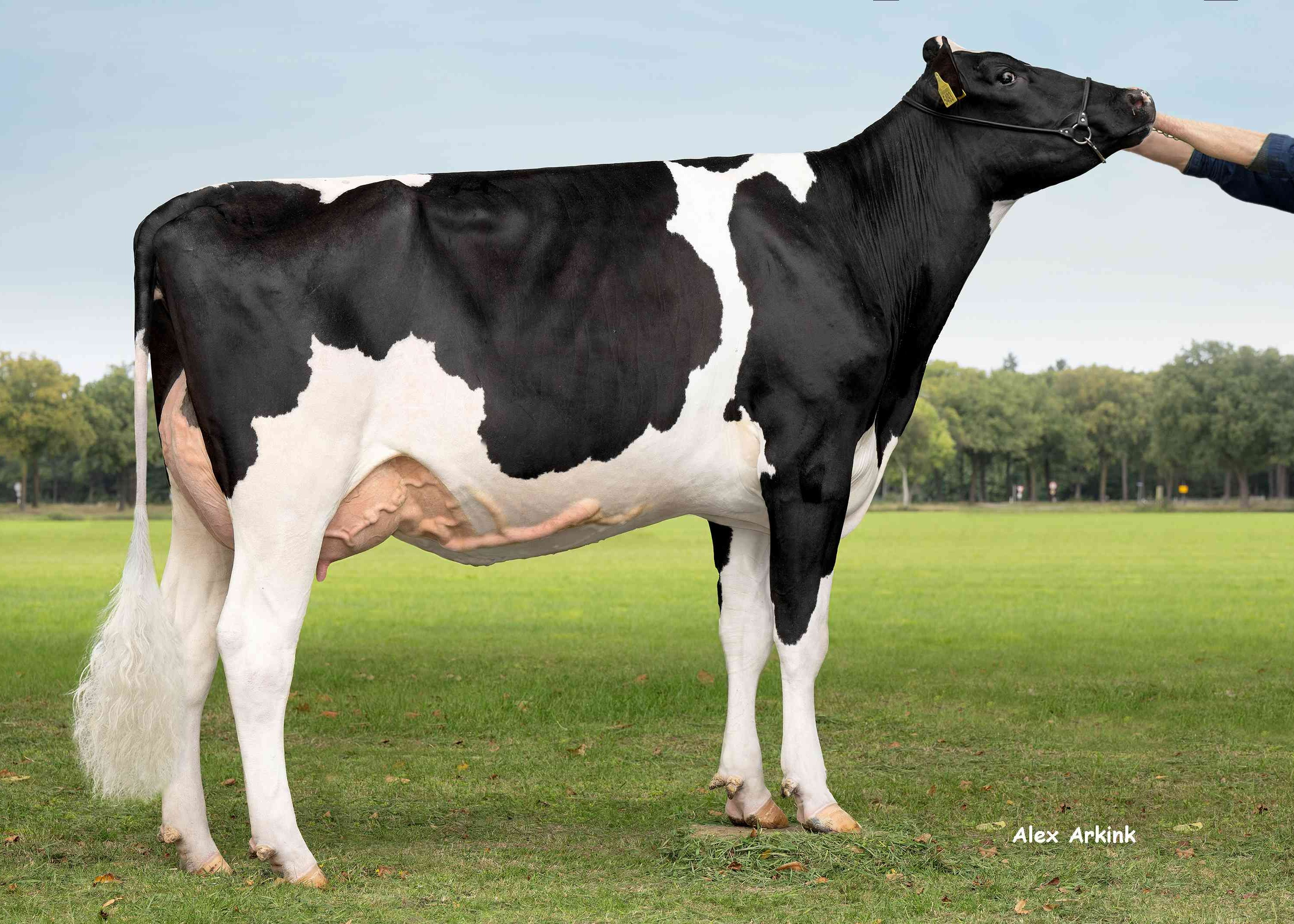 Zandenburg Zuri Jezebel (v:Zuri)  eig.: Sommers Melkveehouderij VOF, Elsendorp