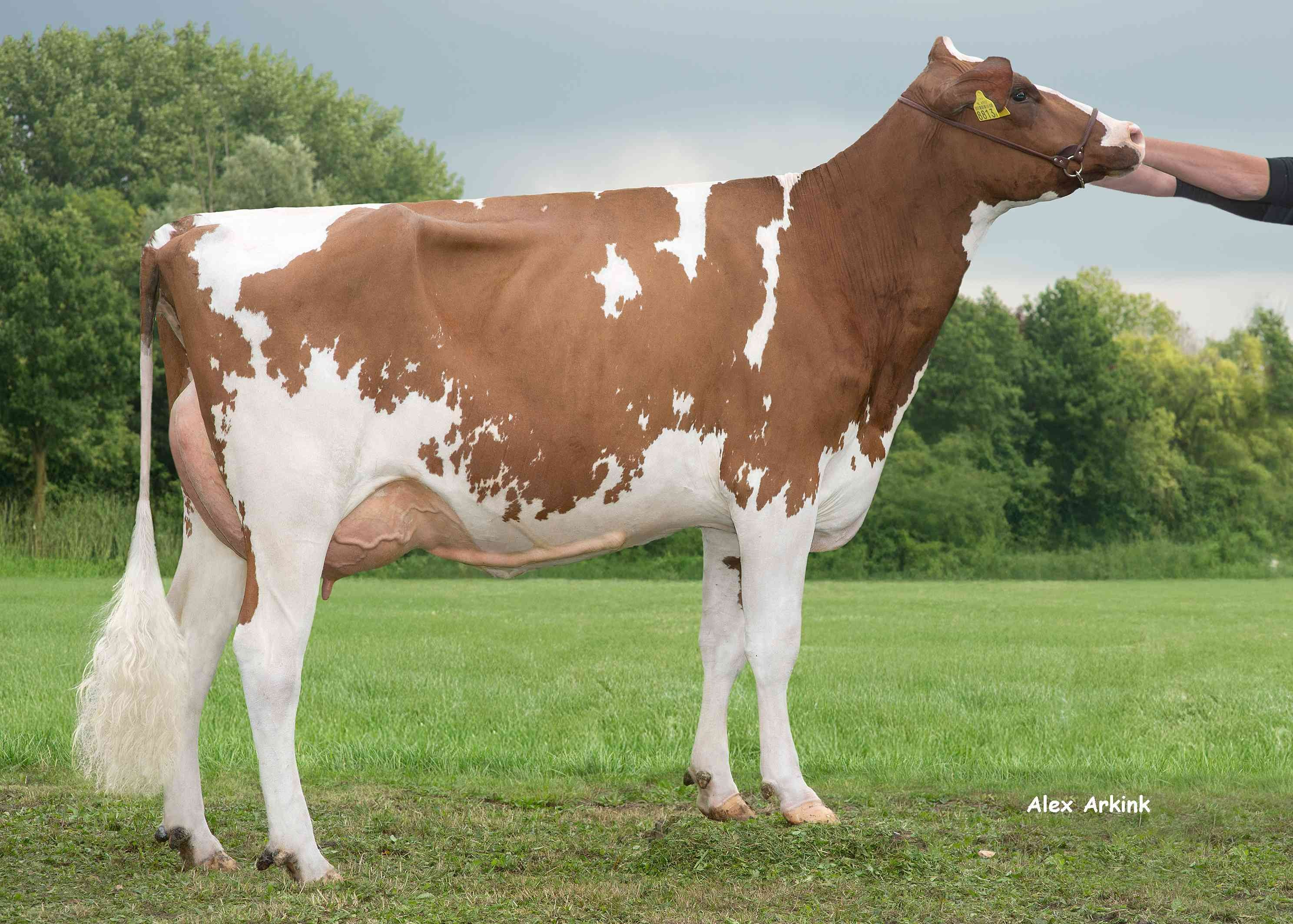 Barendonk Red Style 1 (s. Drone PP) owner: Barendonk Holsteins VOF, Beers (Nb)