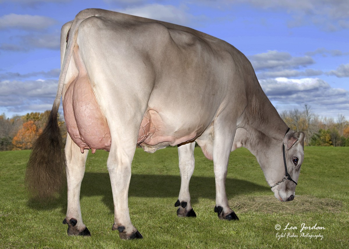 Red Brae Pactole Nicki ETV 'Ex 91 U Ex 90 E', Moeder van Rockstar