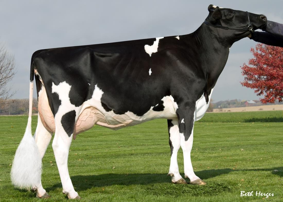 Ammon-Peachey Shauna-ET EX-92 GMD DOM, 8th Dam of Okocha