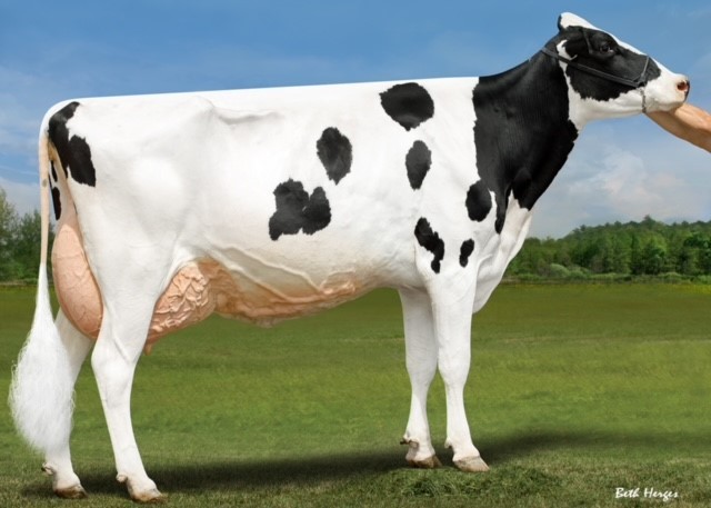 Ladys-Manor Sea-Turtle EX-92 DOM, MGD of Tone