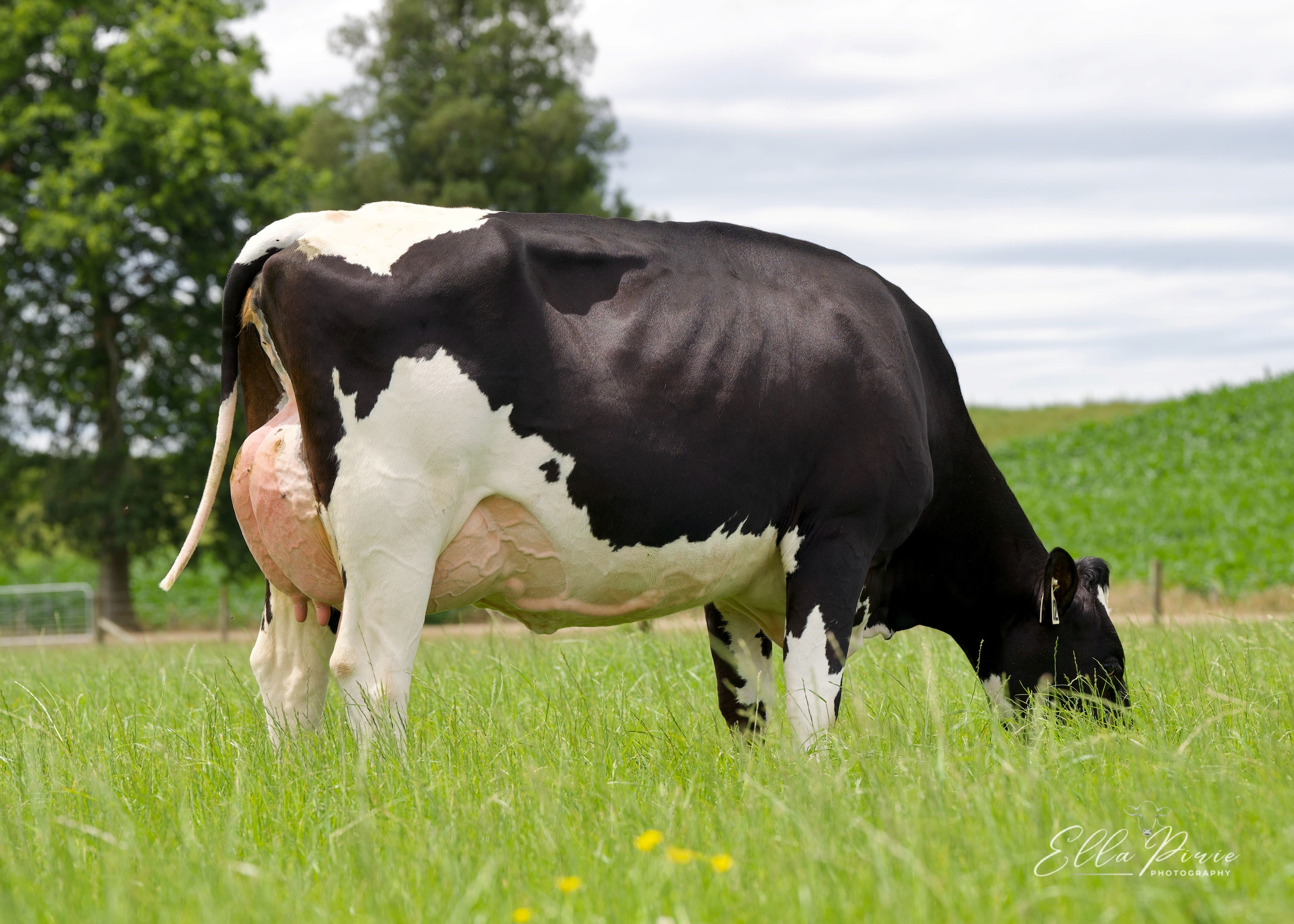 302 R & A, Daughter of Alibi