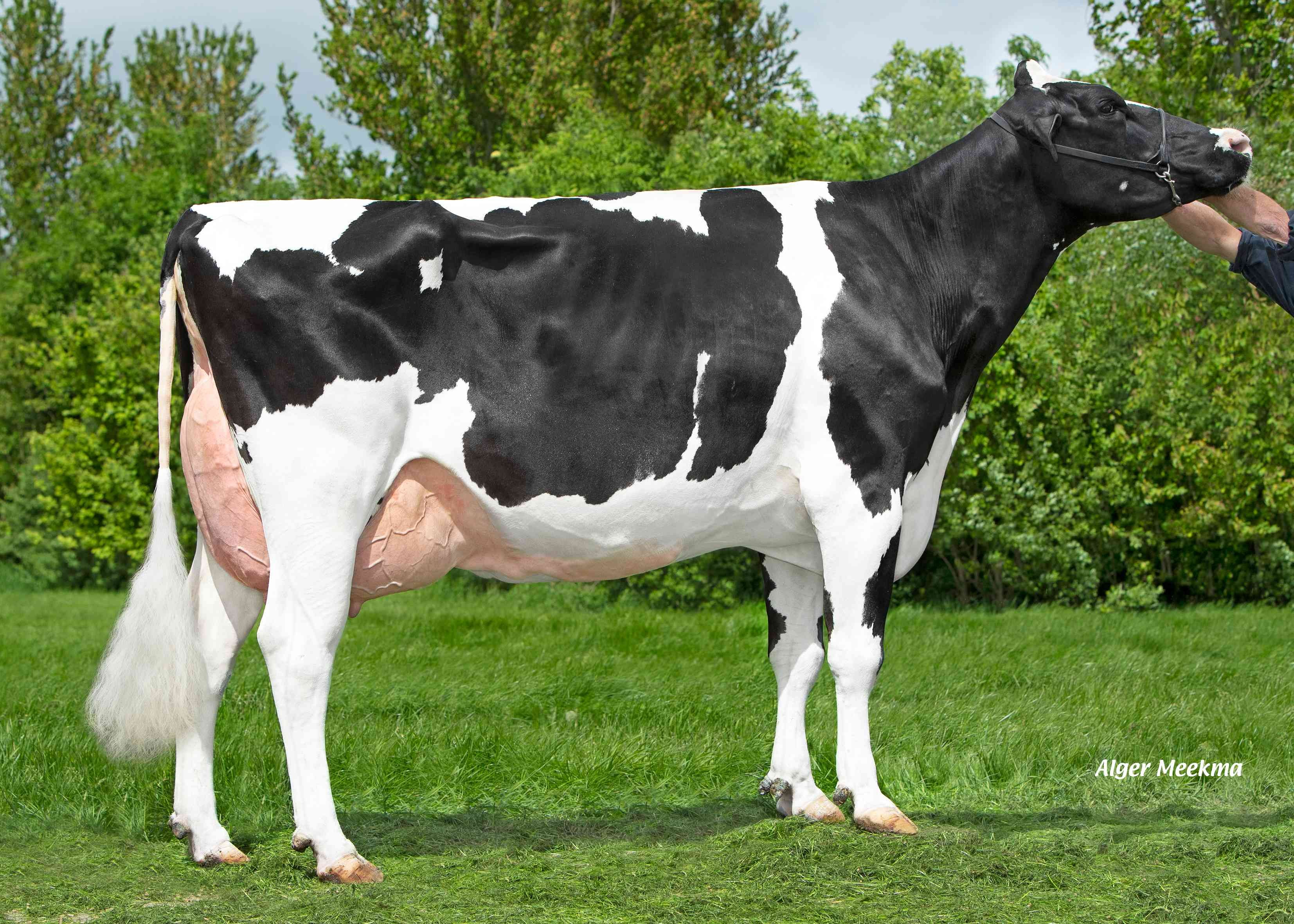 Lizette 5343 (moeder Keen, 2e kalfs) eig.: Midwolder Melkvee, Midwolda