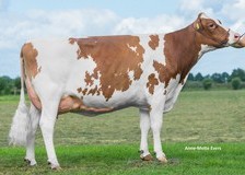 K&L GT Aderyn Red (s. Great), MGD to Henderson PP RF