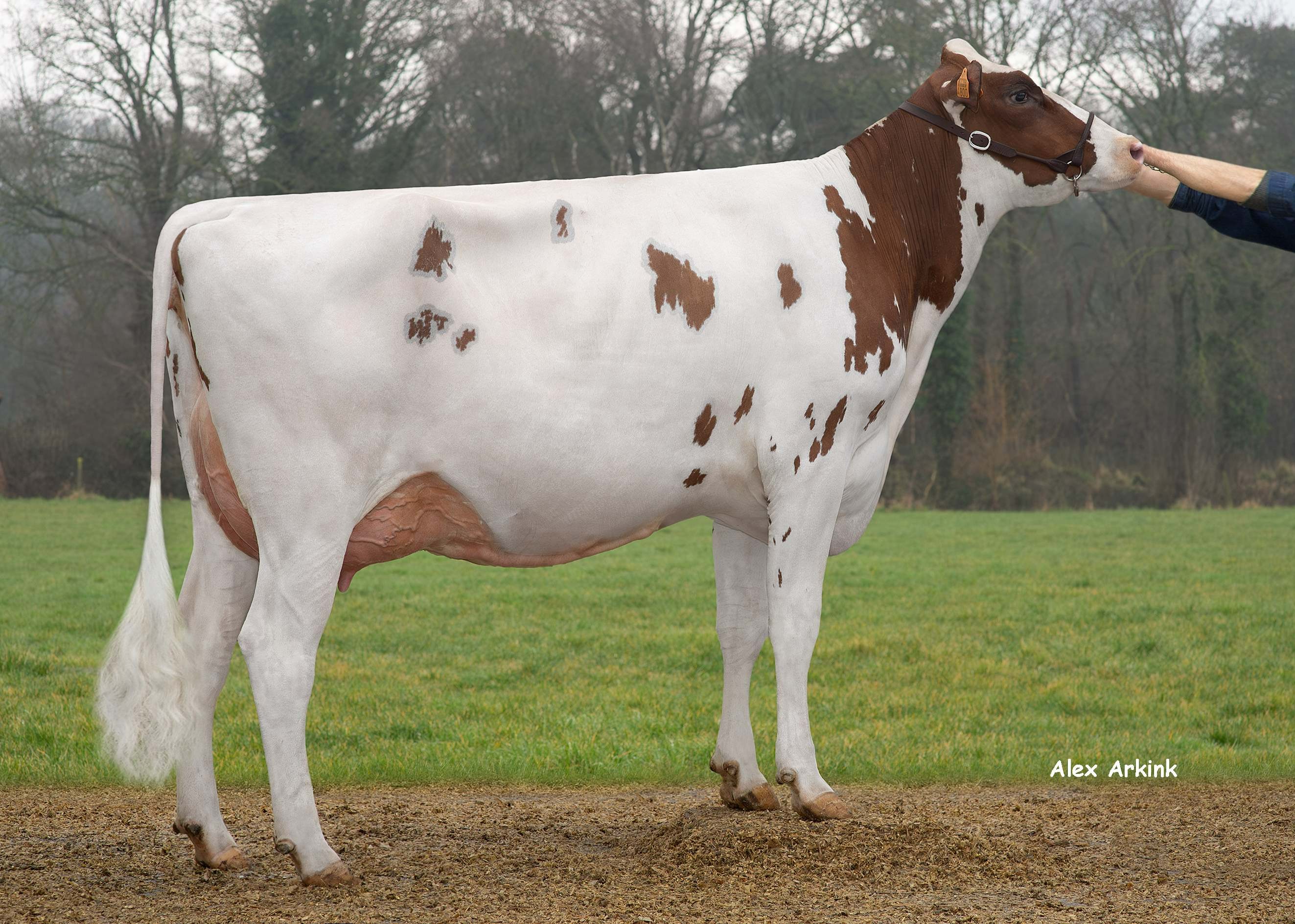 Toosje P (s. Drone PP) owner: Dehulster Dieter, Kortemark (BE)
