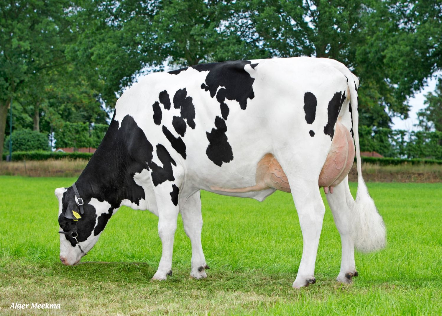 Horst Delta Jimke P (dam of Fond PP) owner: Mts. Van Middelaar, Sterksel