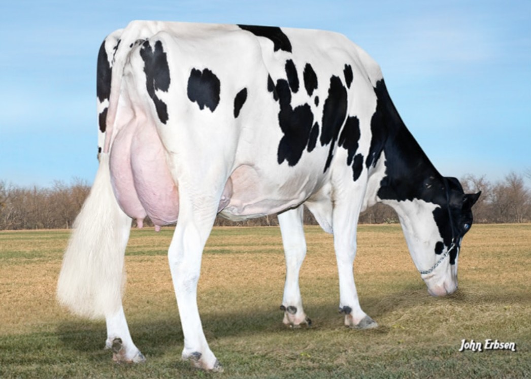 S-S-I Bookem Modesto7269 VG-87, 5th dam of Lavezzi