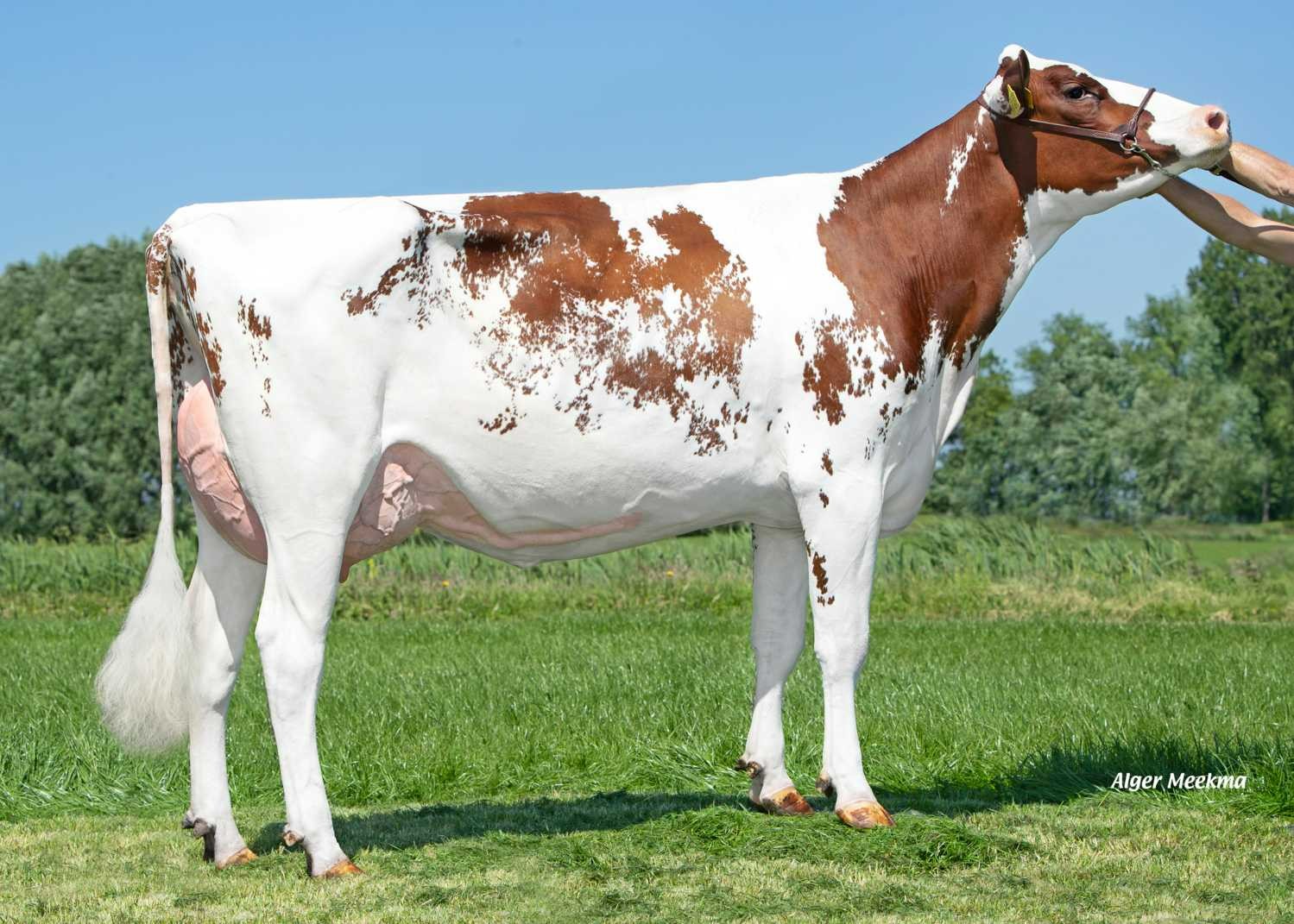 Delta Thanee (s. Jacuzzi), MGD of Header P RF