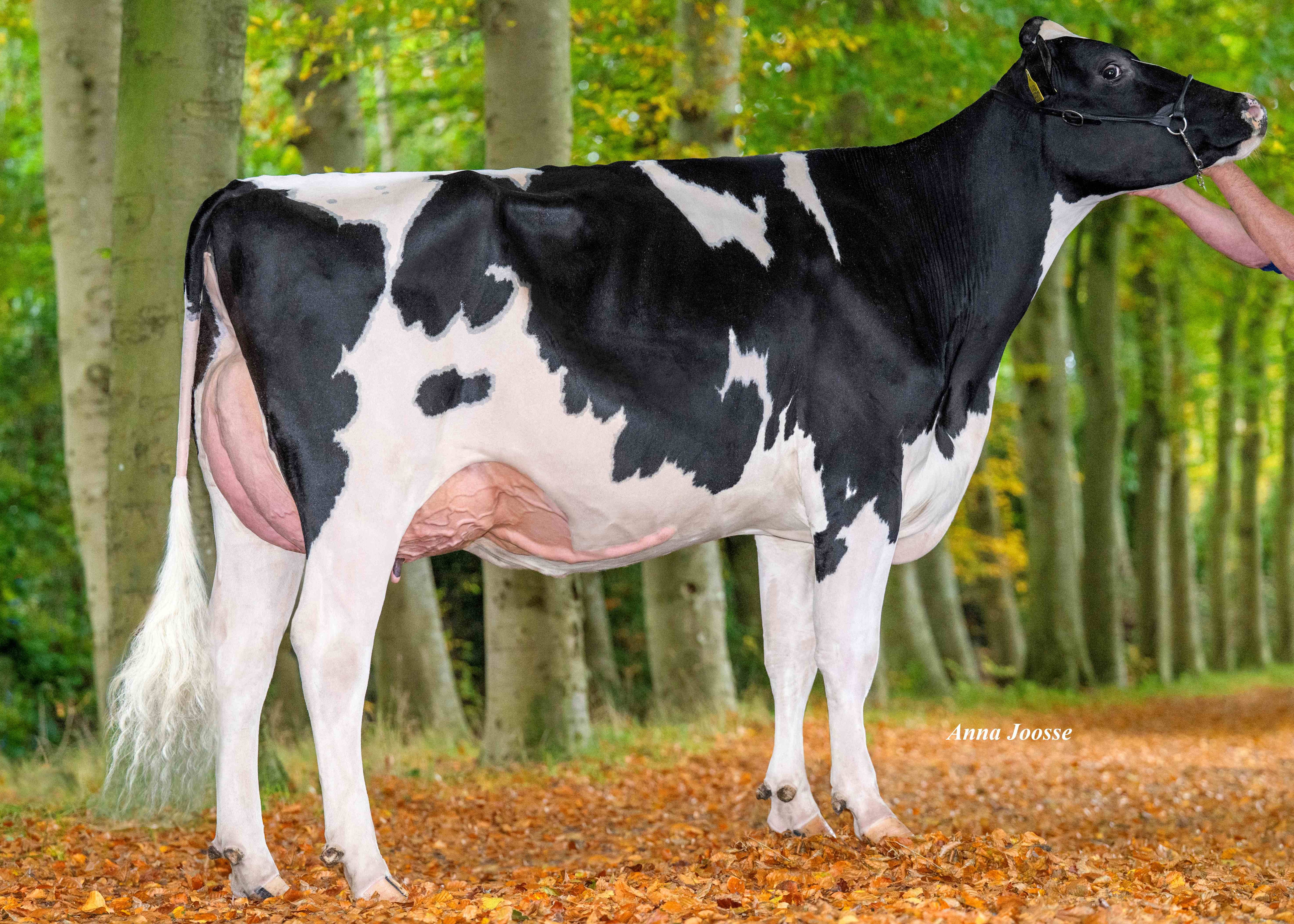 Broeklander HiPo Fman Laila, Daughter of Fugleman