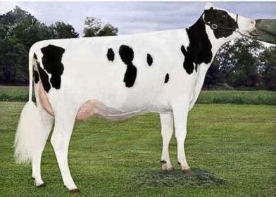 Coyne-Farms Jacey May-ET VG-85, 4th Dam of Noontime
