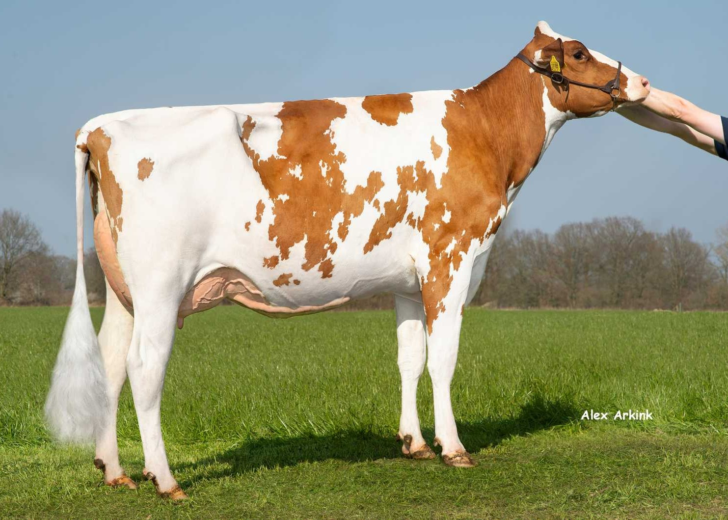 Delta Ryfke P (s. Solitair), dam of Party P-Red