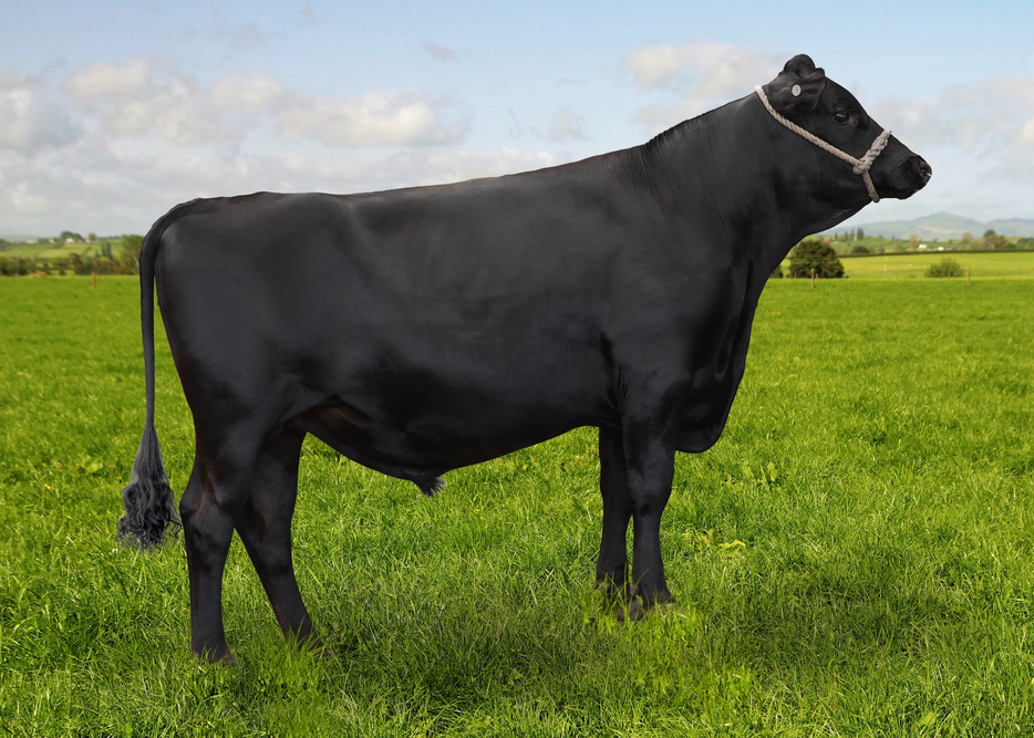 525667 SECRETERRY TETRIS J9F7