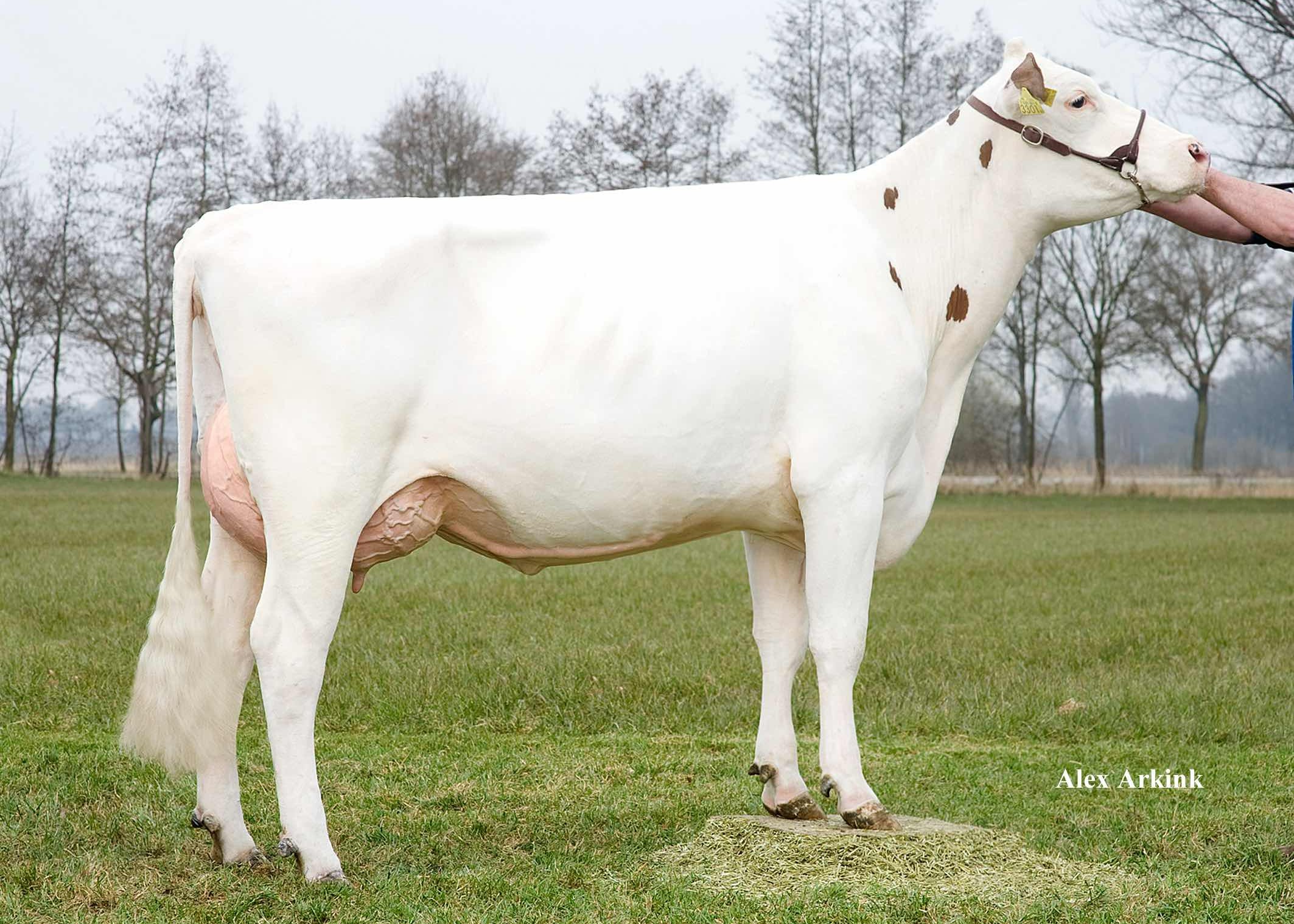 Delta Samantha (5e moeder Artemis PP RF) eig.: Barendonk Holsteins VOF, Beers Nb
