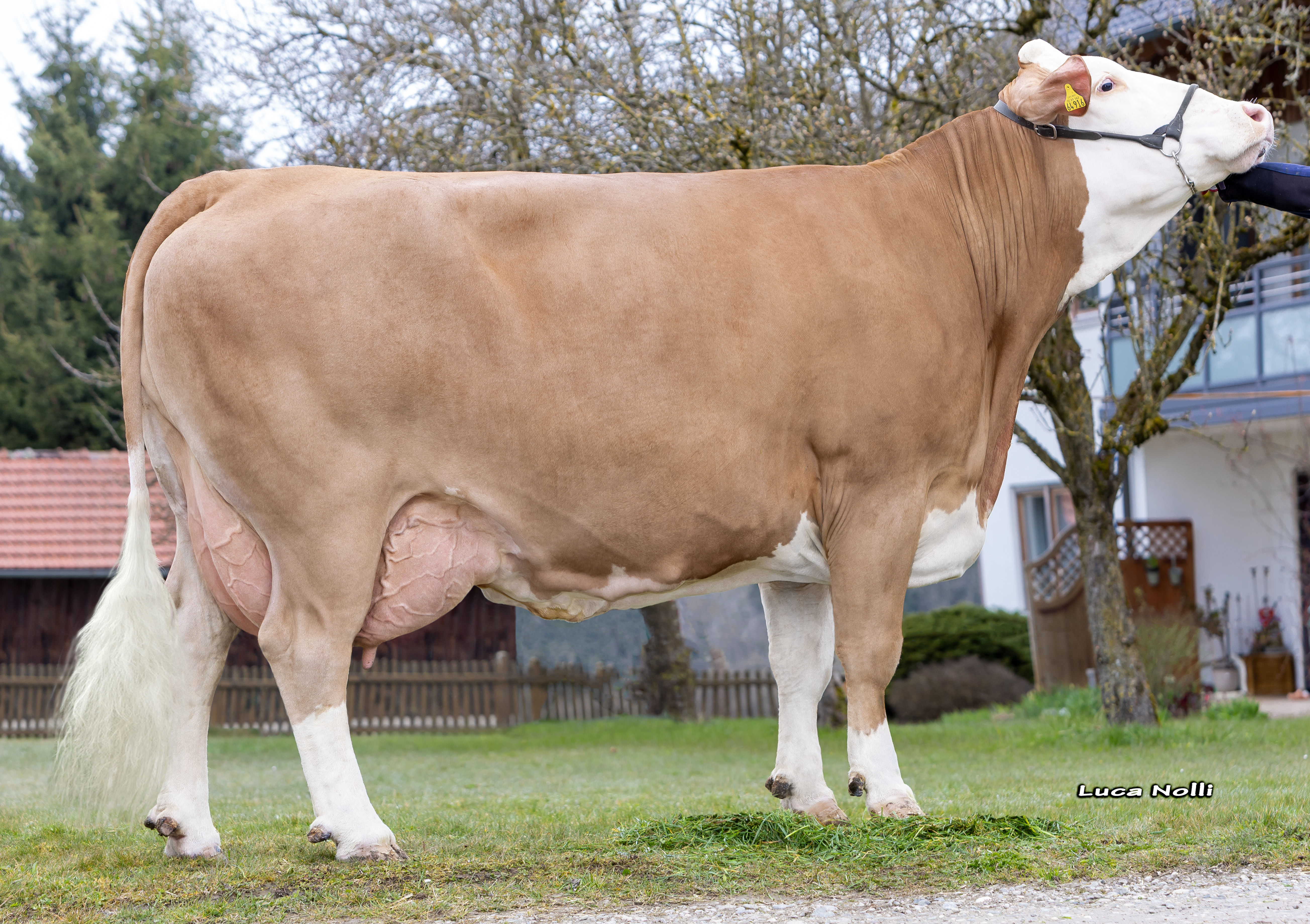 Ines, Dam of Memento 3rd calf Johann Schächner, Feichten