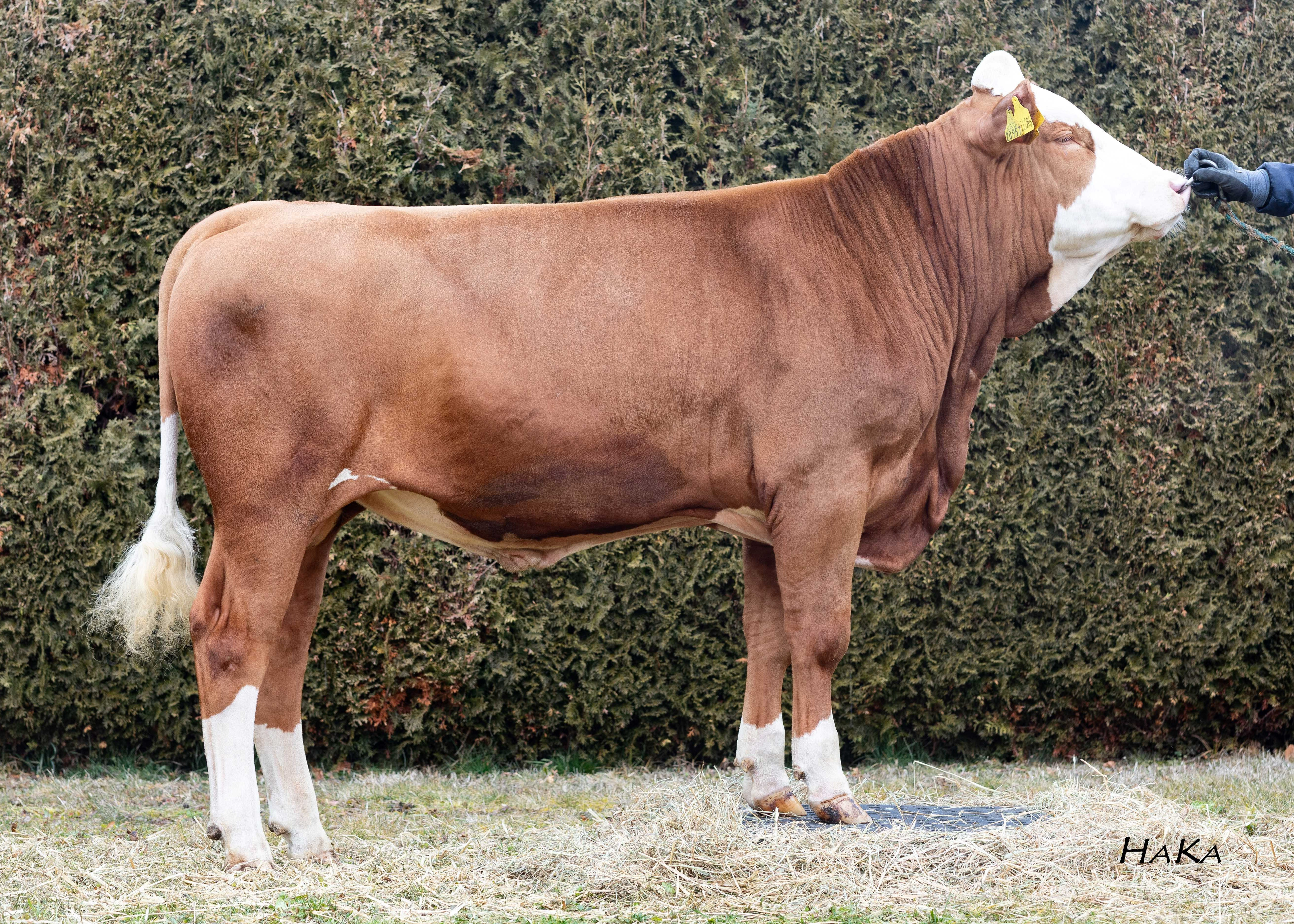 Helong, Breeder: Schürer-Hammon GbR, Oettingen