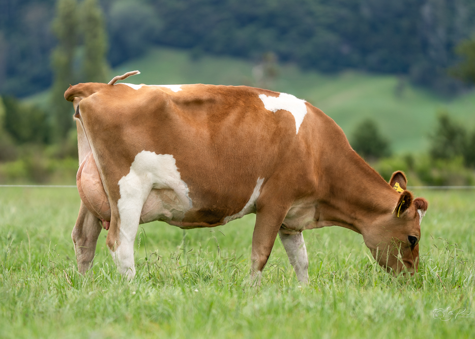 Daughter 6, SKMoore  Ltd, Whakatane