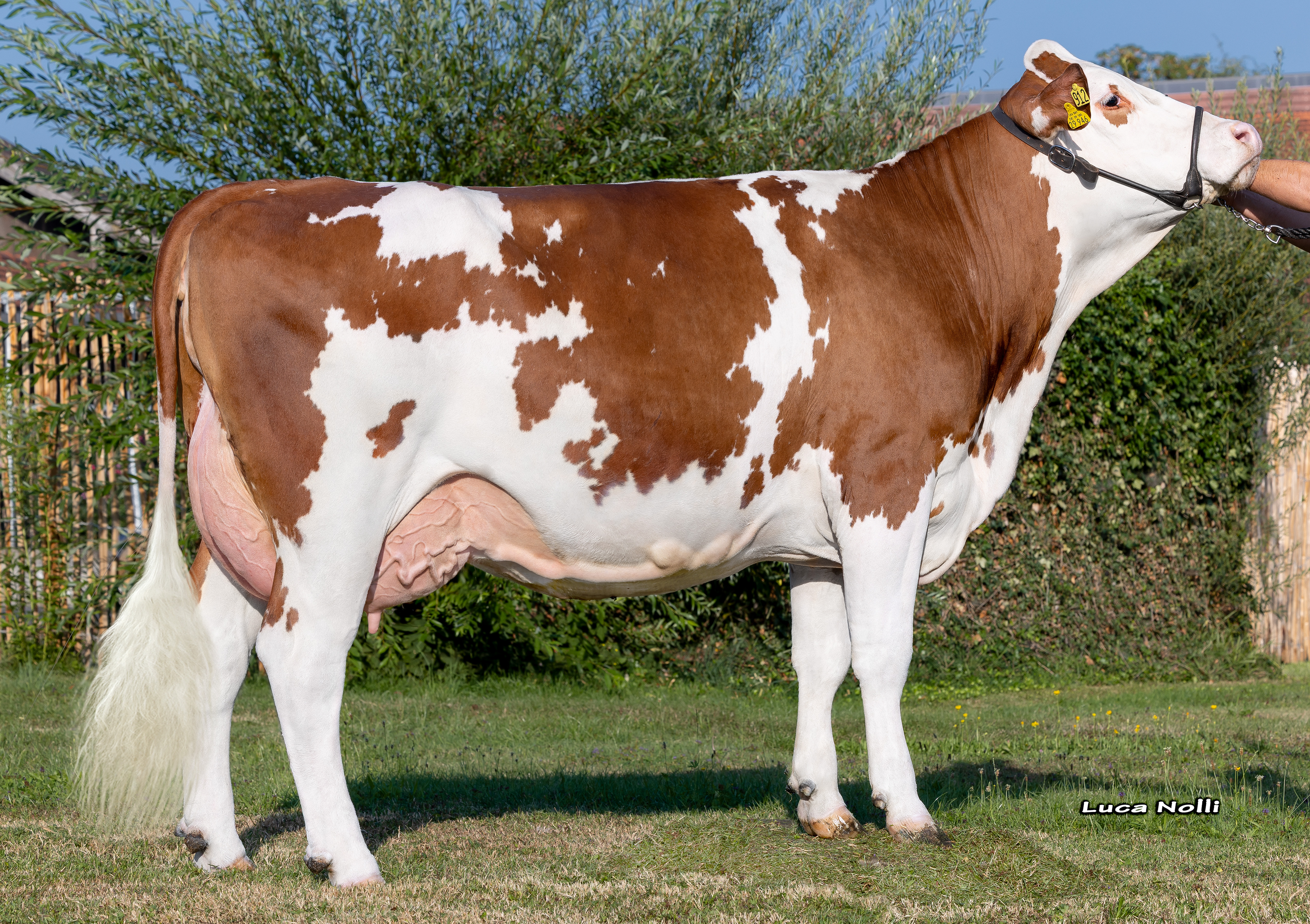 Namira, 1st calf Andreas Pritzl, Bruckmuhl
