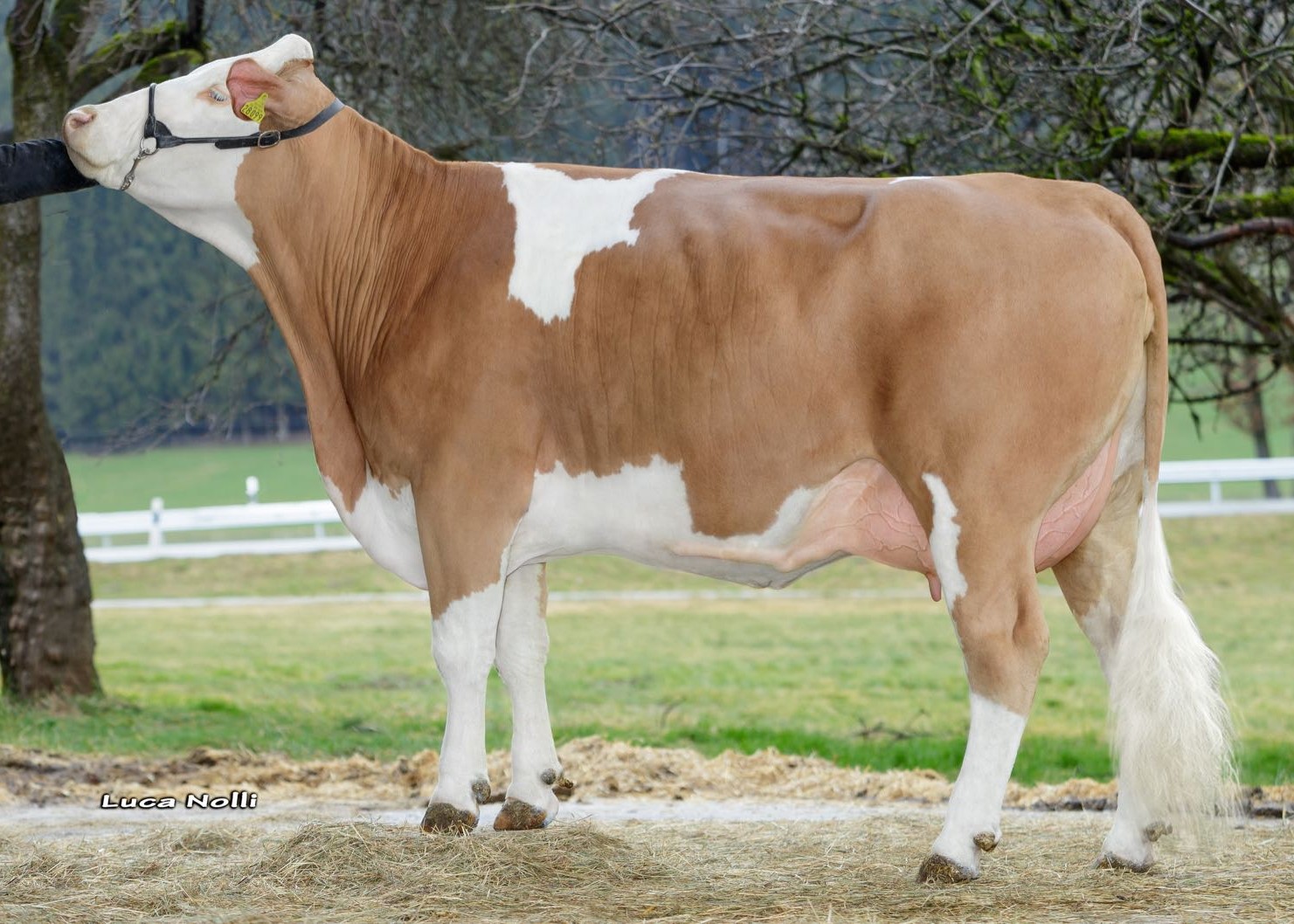 Endessa (1st lactation), dam of Habsburger, owner. Ludwig Schussmüller, Reichertsheim