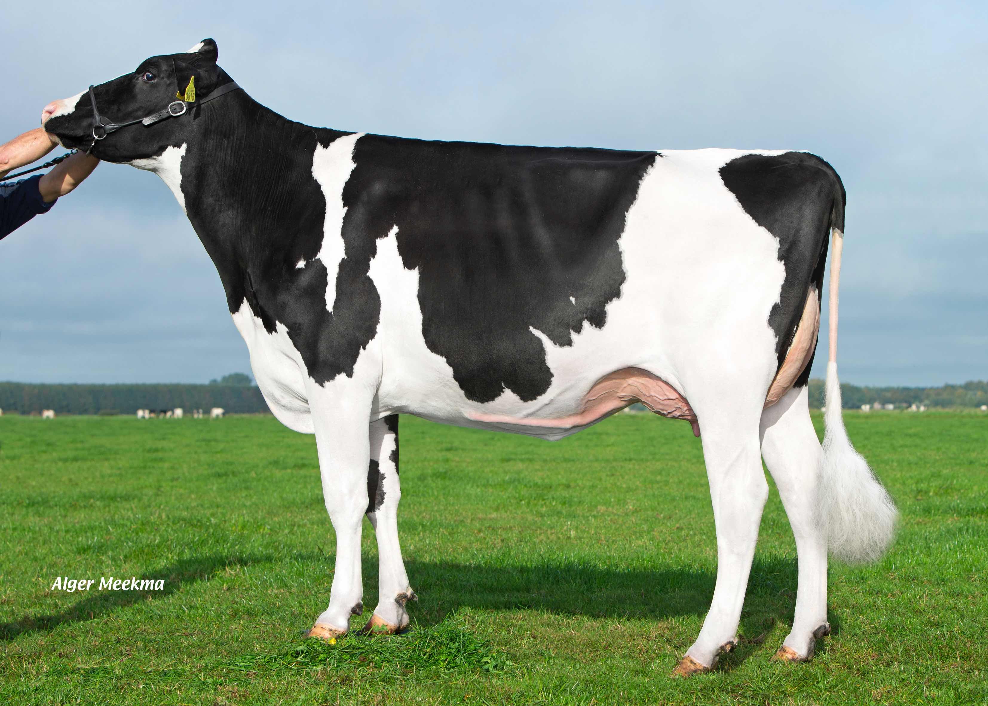 Drouner Dh Aiko 1456 (dam of Altitude Red) owner: Mts H. & C. Albring, Drouwenermond