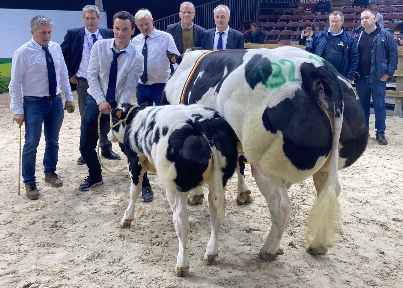 Alizee du Coin, moeder van Drago met kalf van Fute