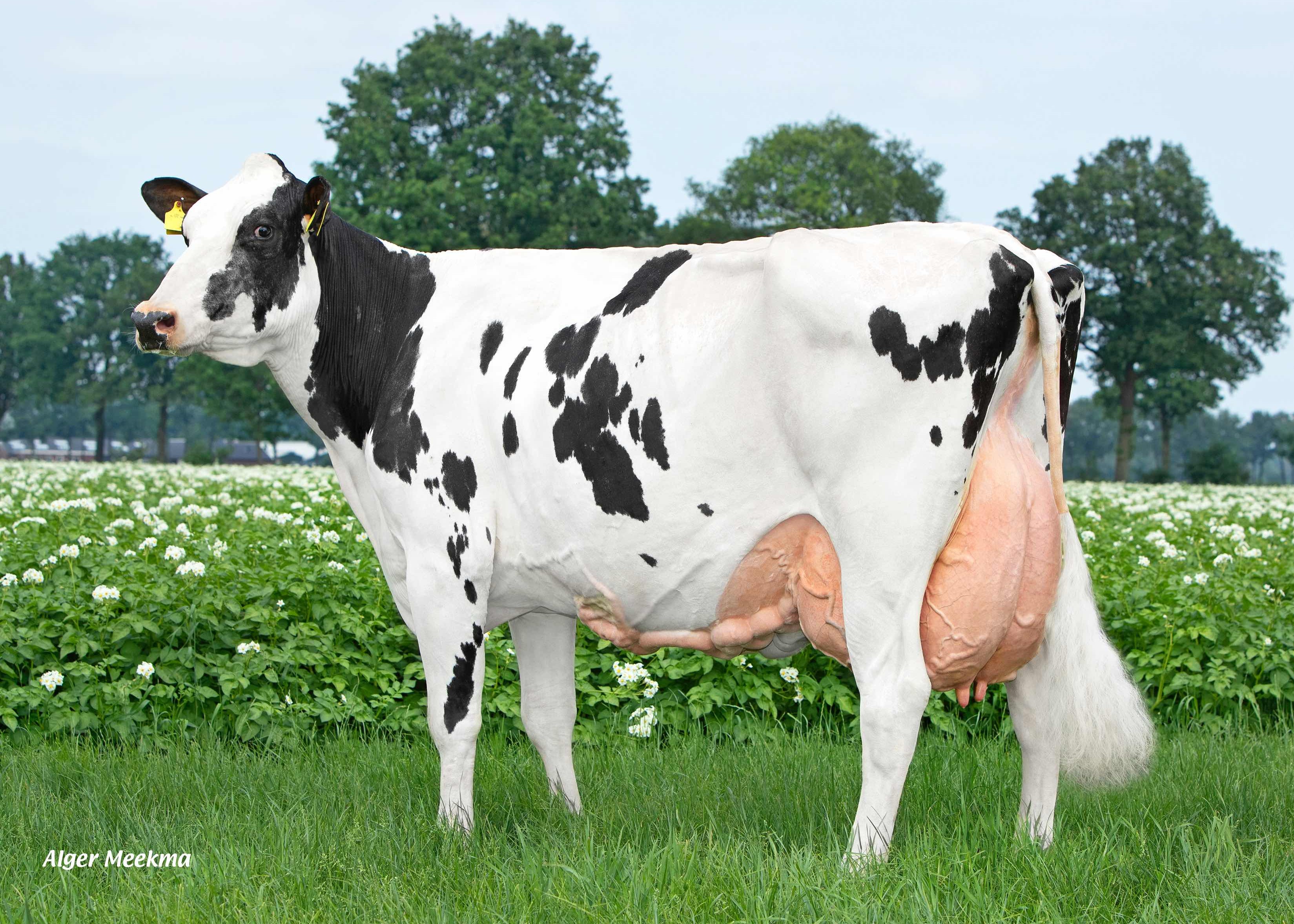 Peeldijker Liesje (3e dam of Liberate) owner: Priems VOF, De Mortel 100.000 kg milk