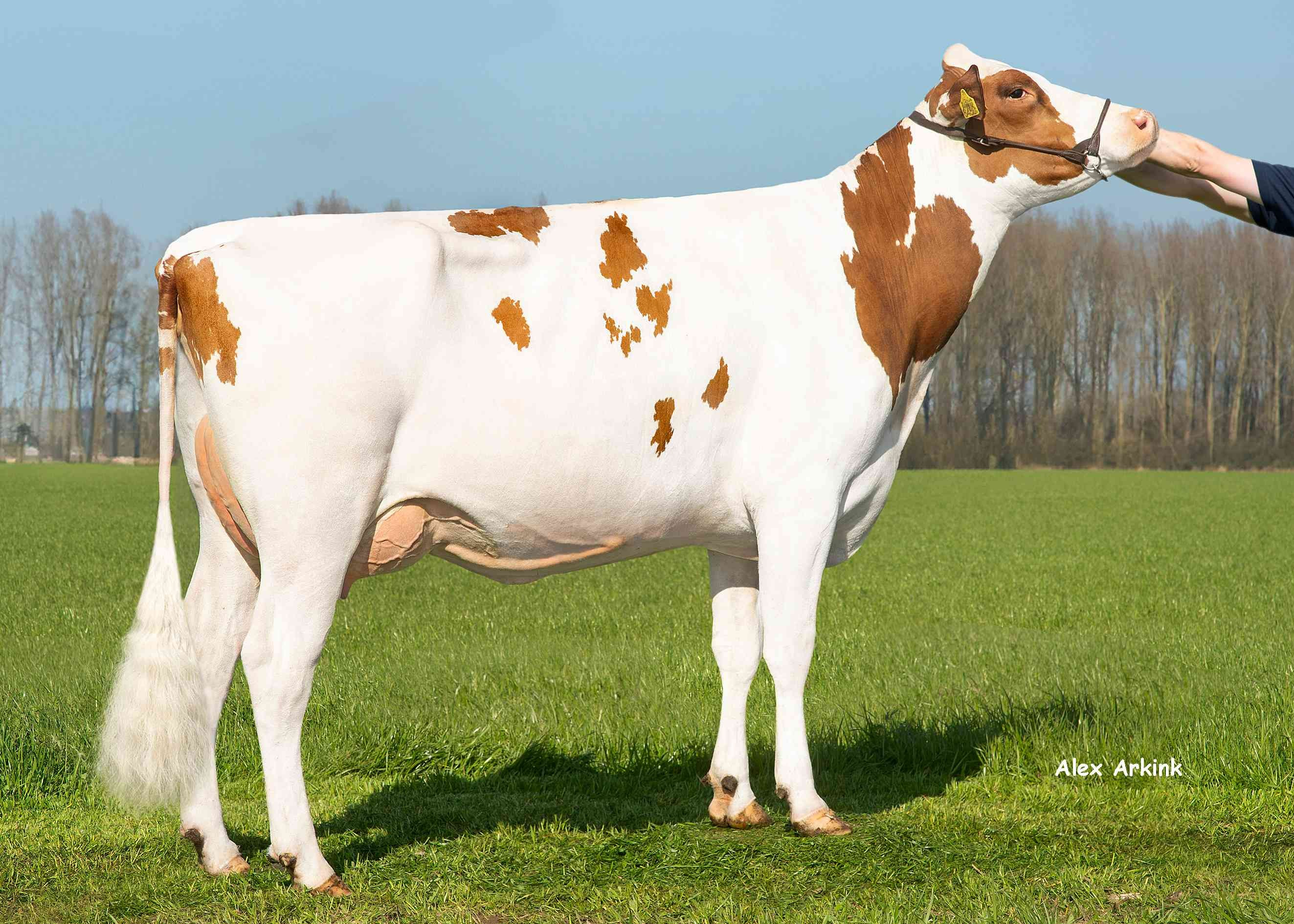 Delta Secret (v: Launch PP) eig.: Barendonk Holsteins VOF, Beers Nb