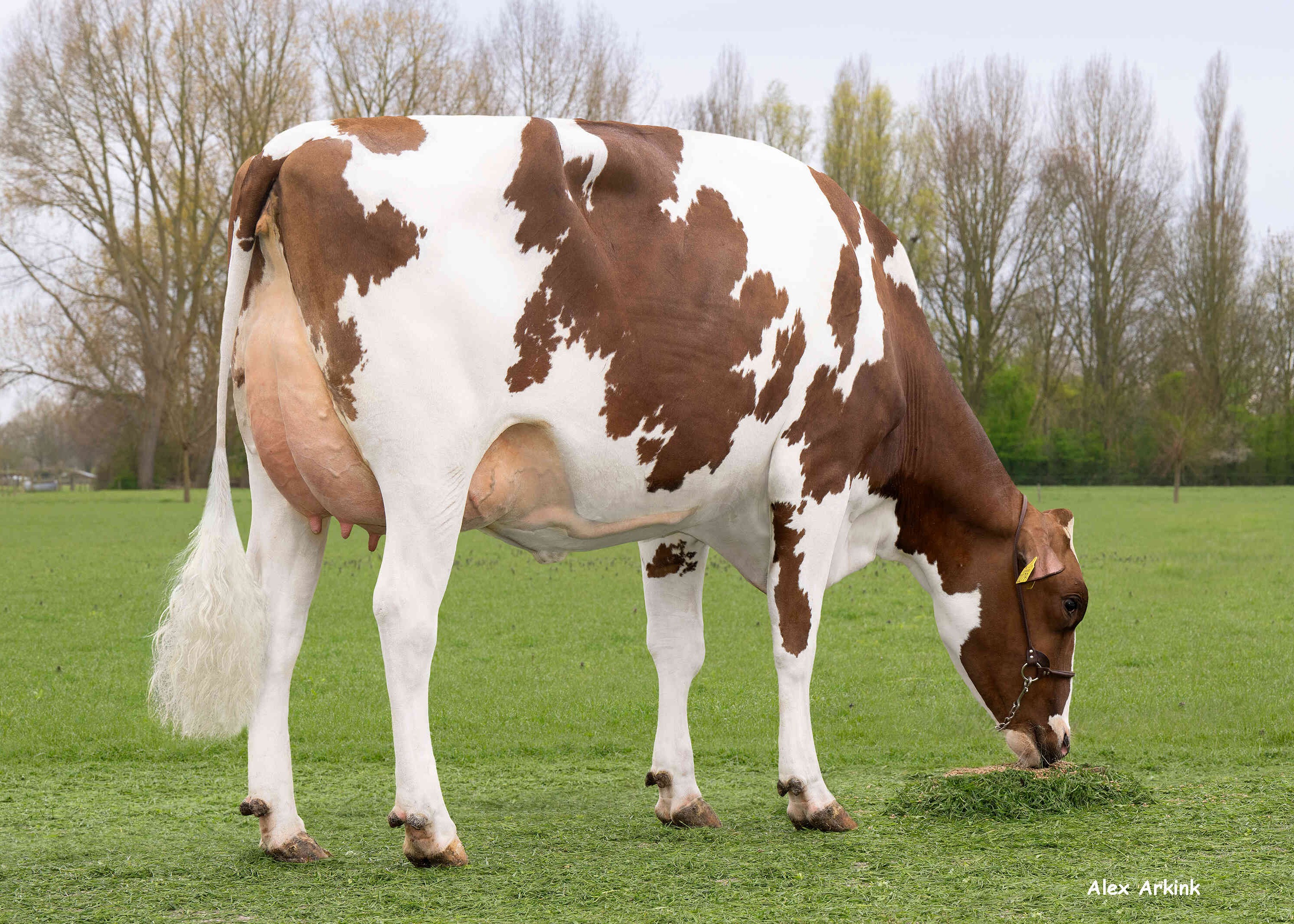 Floor 21 (s. Borax) owner: G.H. Menkveld,  Welsum