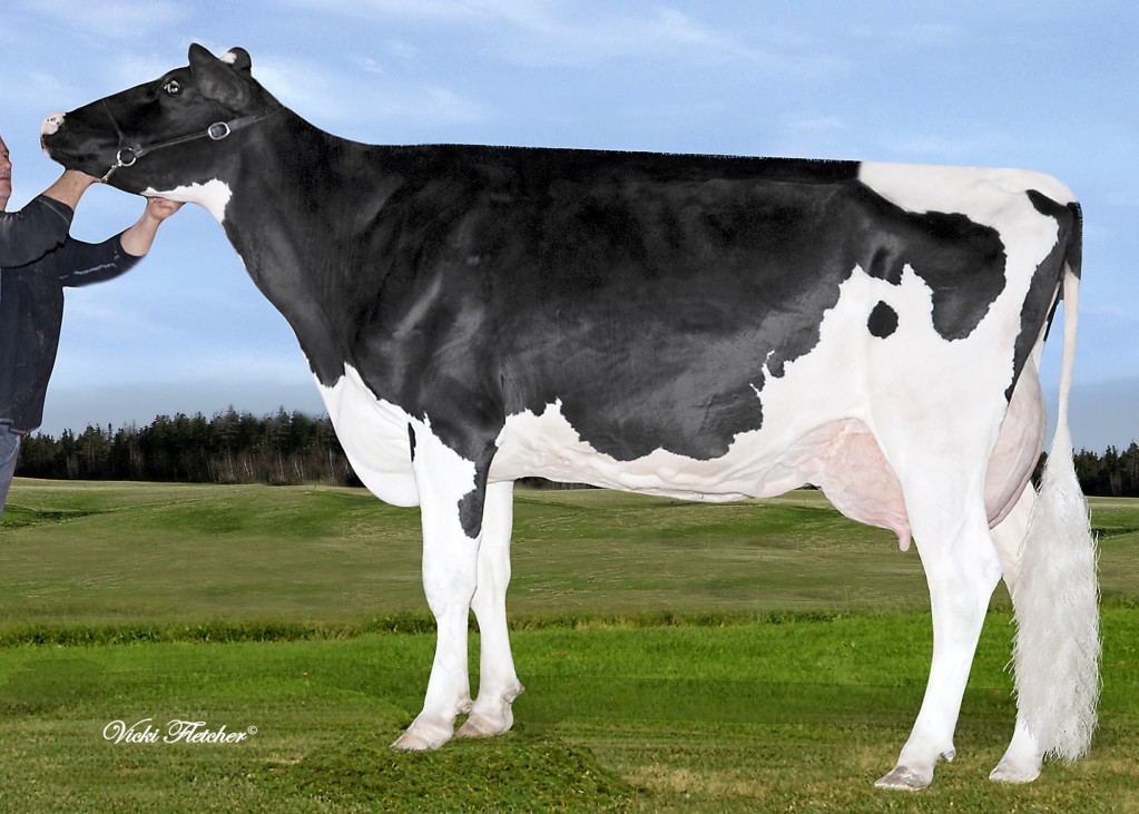 Ginary Goldwyn Tanja EX-90, MGGD of Nash