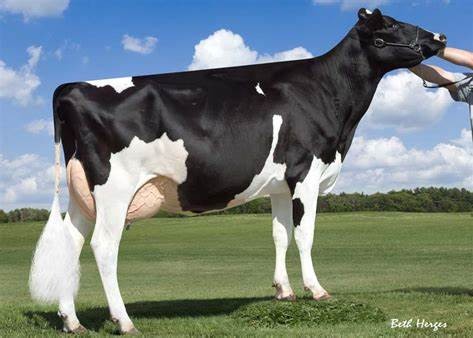 Roylane Socra Mira 1760-ET EX-91 2E DOM, 5th Dam of Shawarma