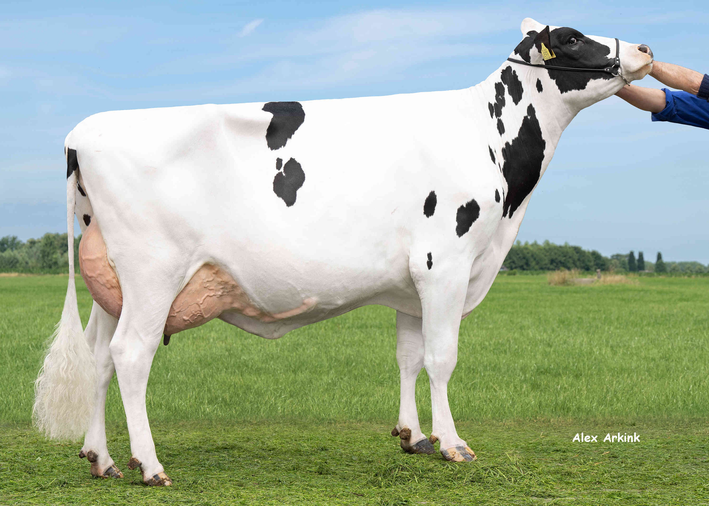 Delta Tee (dam of Modiwood P-Red) owner: Mts J. Boschloo & M.J.M. Pelgrom,  Steenderen