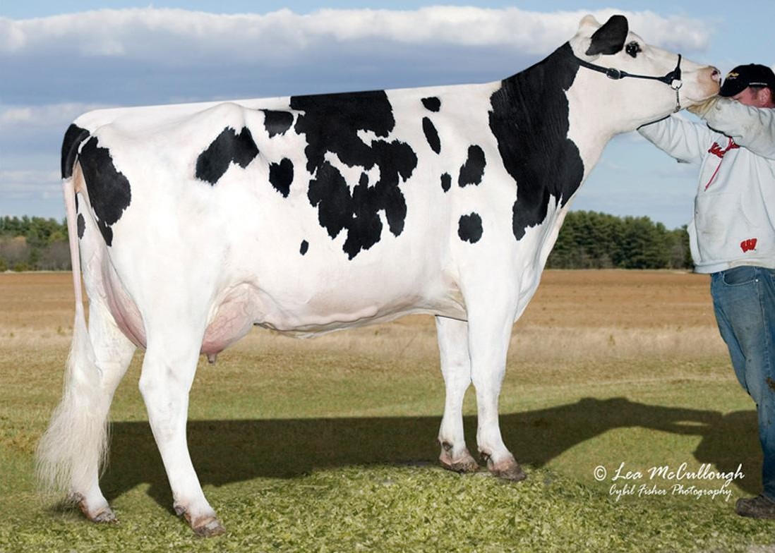 Glo-Crest O Man Pirate 4092 EX-90 GMD DOM, 8th Dam of Provino