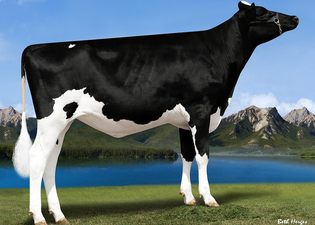 Peak Zenith-ET, 4th Dam of Zamboni