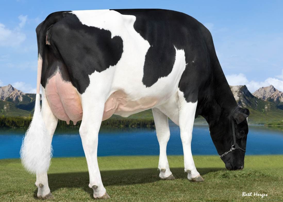 Bryhill Ransom Marquisse-ET DOM, 5th Dam of Tease