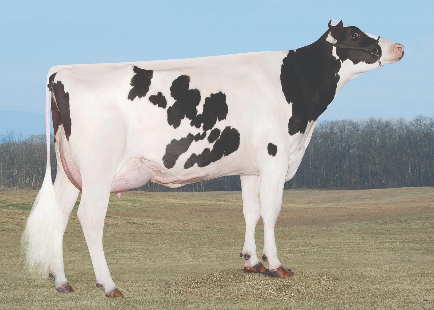 Edg Riley Galaxy 2364-ET VG-85 GMD DOM, 5th Dam of Overjoy