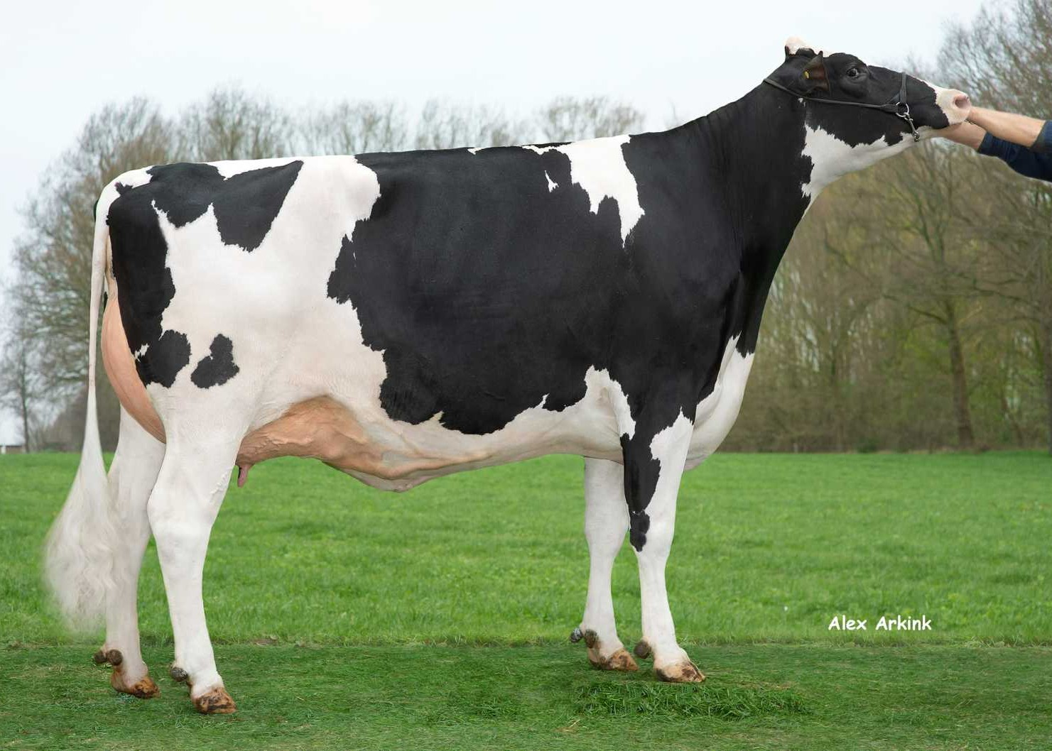 Delta Piedy (s. Woody), dam of Activator