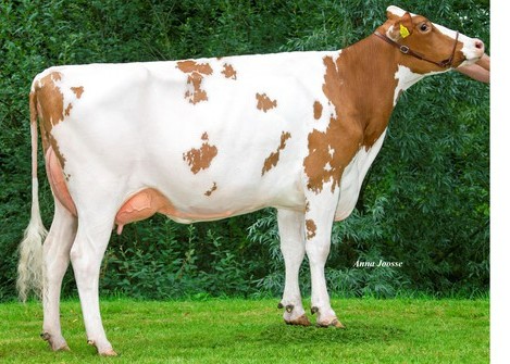 R&B Solitair Aisha P (s. Solitair P), MGD of Salvo PP-Red