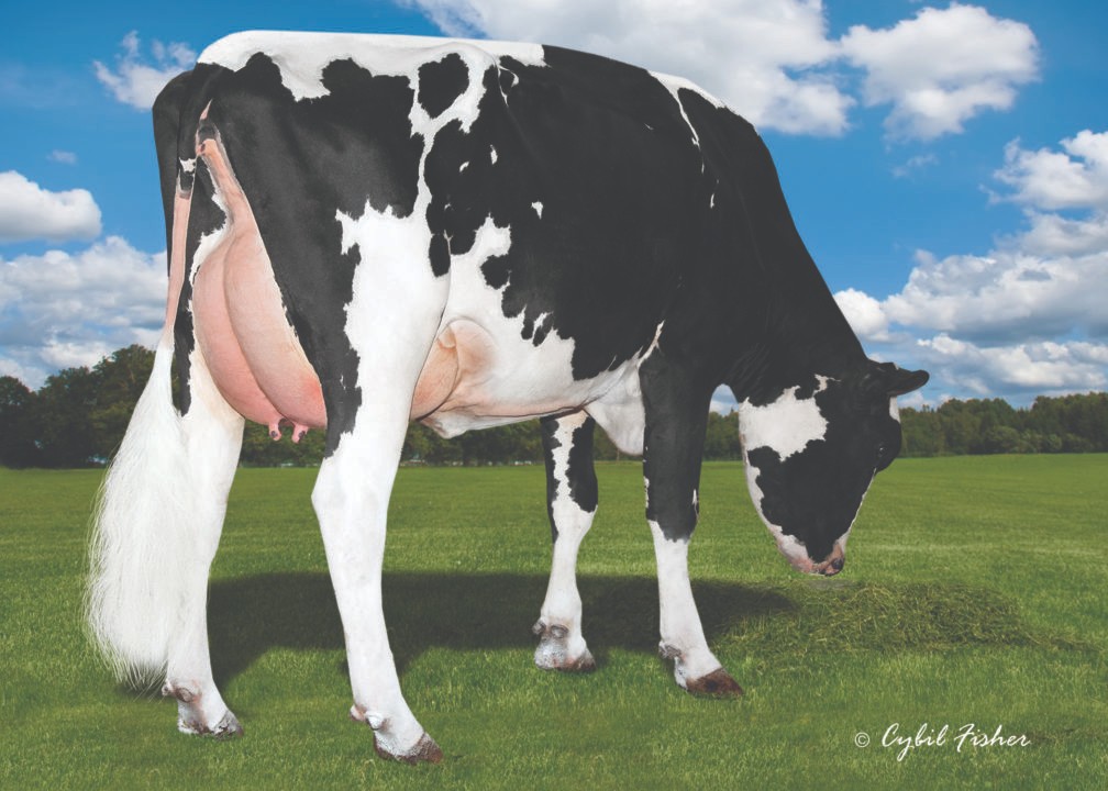 Cookiecutter Day Haley-ET VG-88 DOM, 4th Dam of Shinehorn