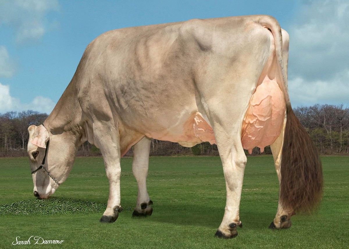 Hilltop Acres S Nutella 92U 91AV, overgrootmoeder Nightcap. 3de lac.