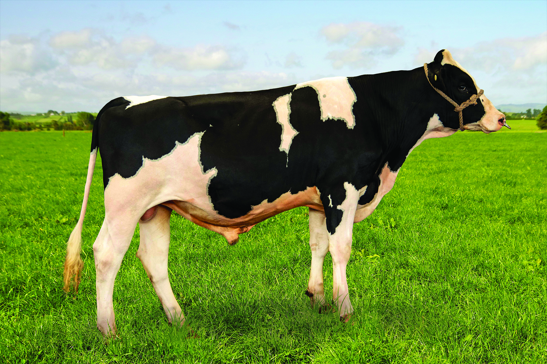 123510 MEANDER LG ALLURE-ET S3F