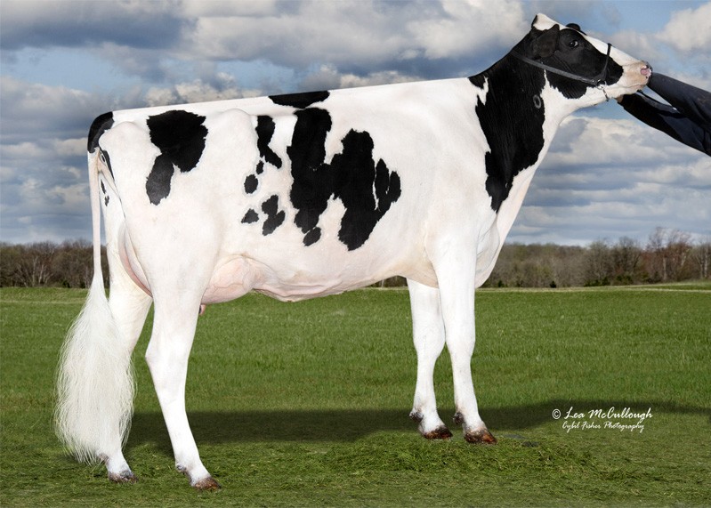 Tiger-Lily Uno Leah-ET VG-87, 7th Dam of Loadstone