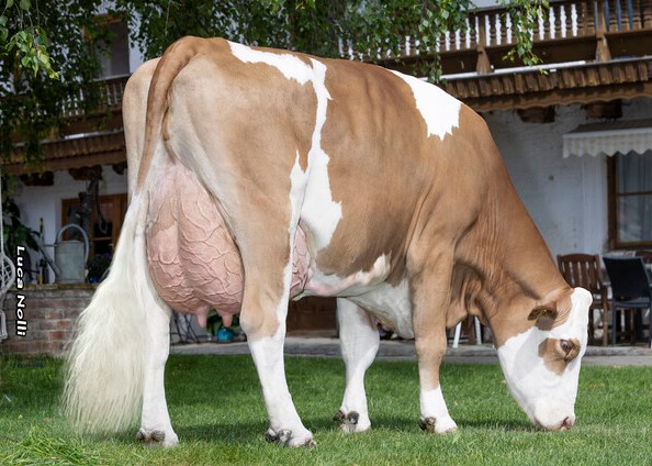Frika, granddam of Ikaros PP, 3rd calf Andreas Bernauer, Emertsham