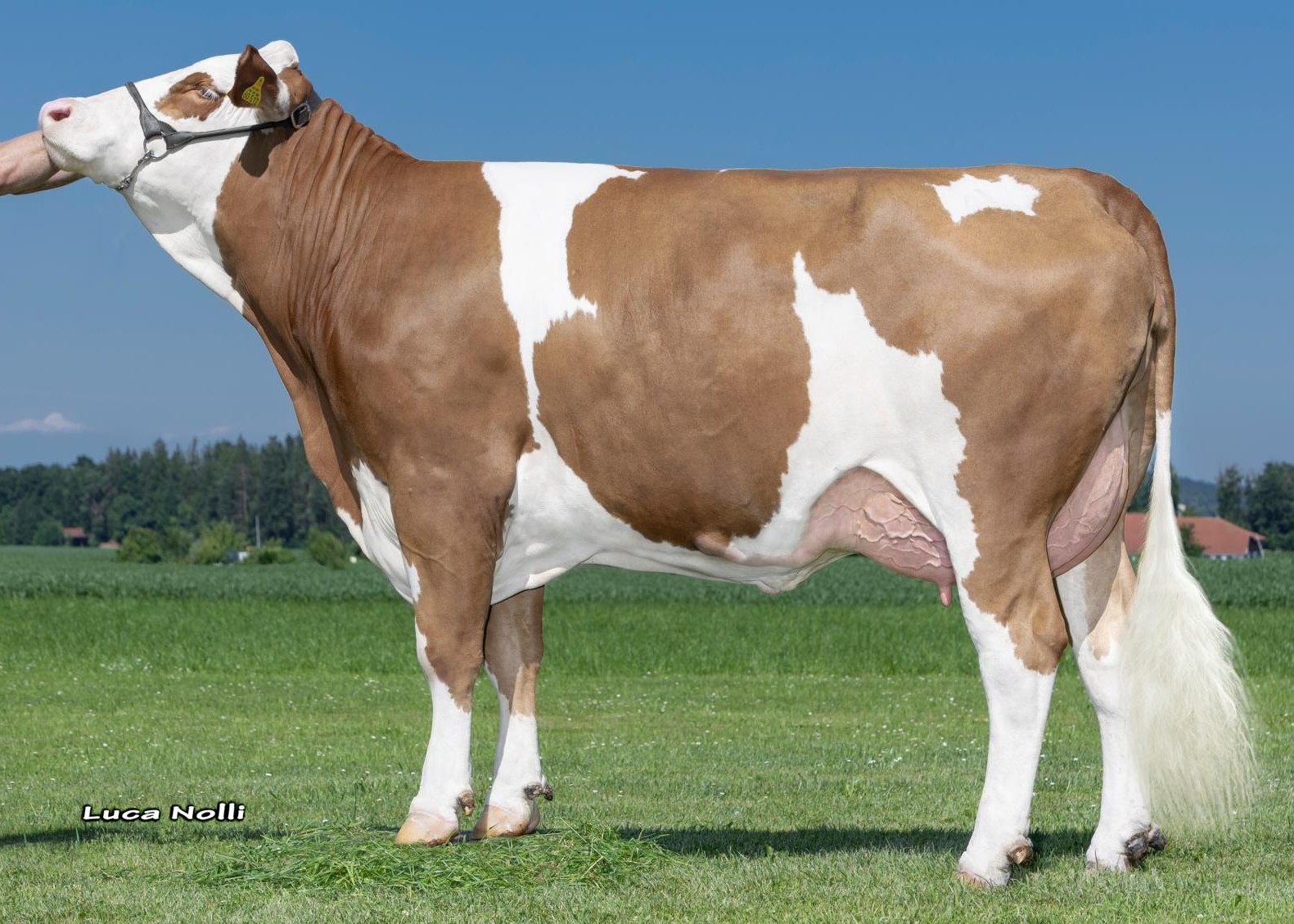 Analohi, 1st calf Hubert Hartl, Seeon