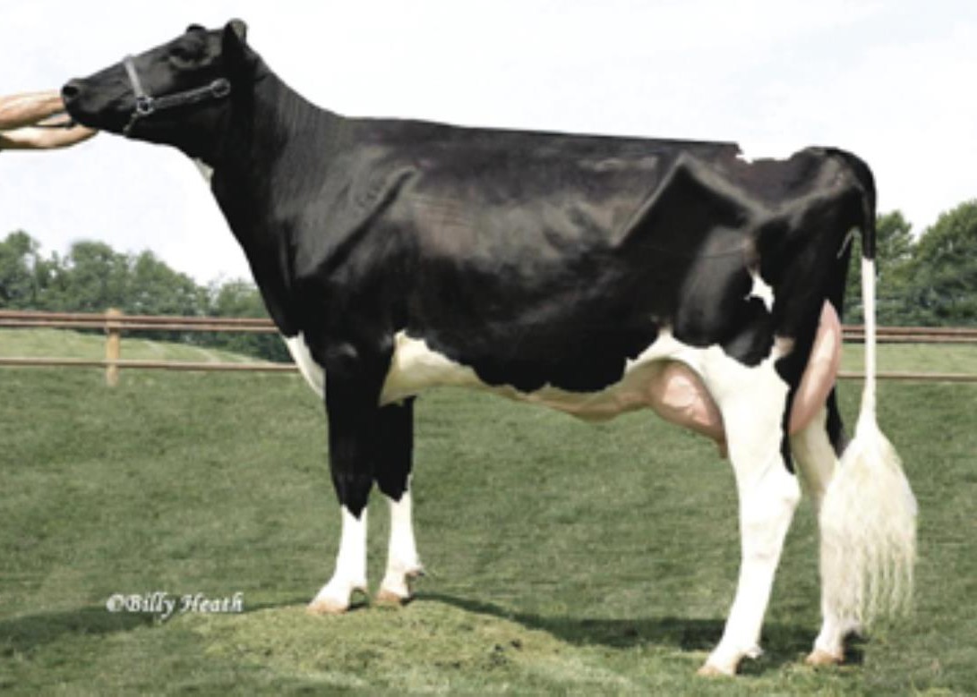 Lynncrest Shottle Zaboo-ET EX-90 GMD DOM, 7th Dam of Zymurgy