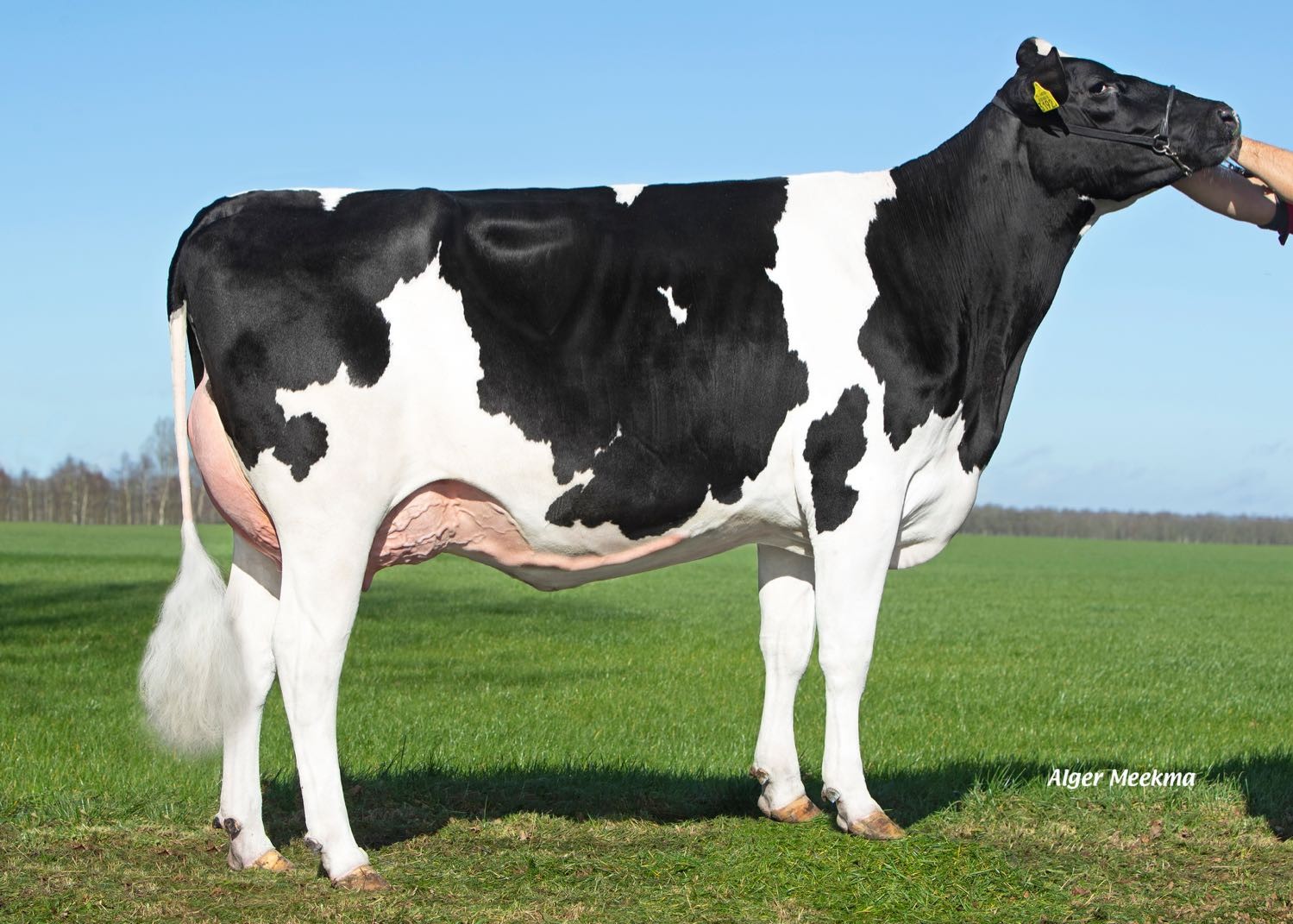 Double W Janet 115 (s. Vineyard), Dam of Justright-Red