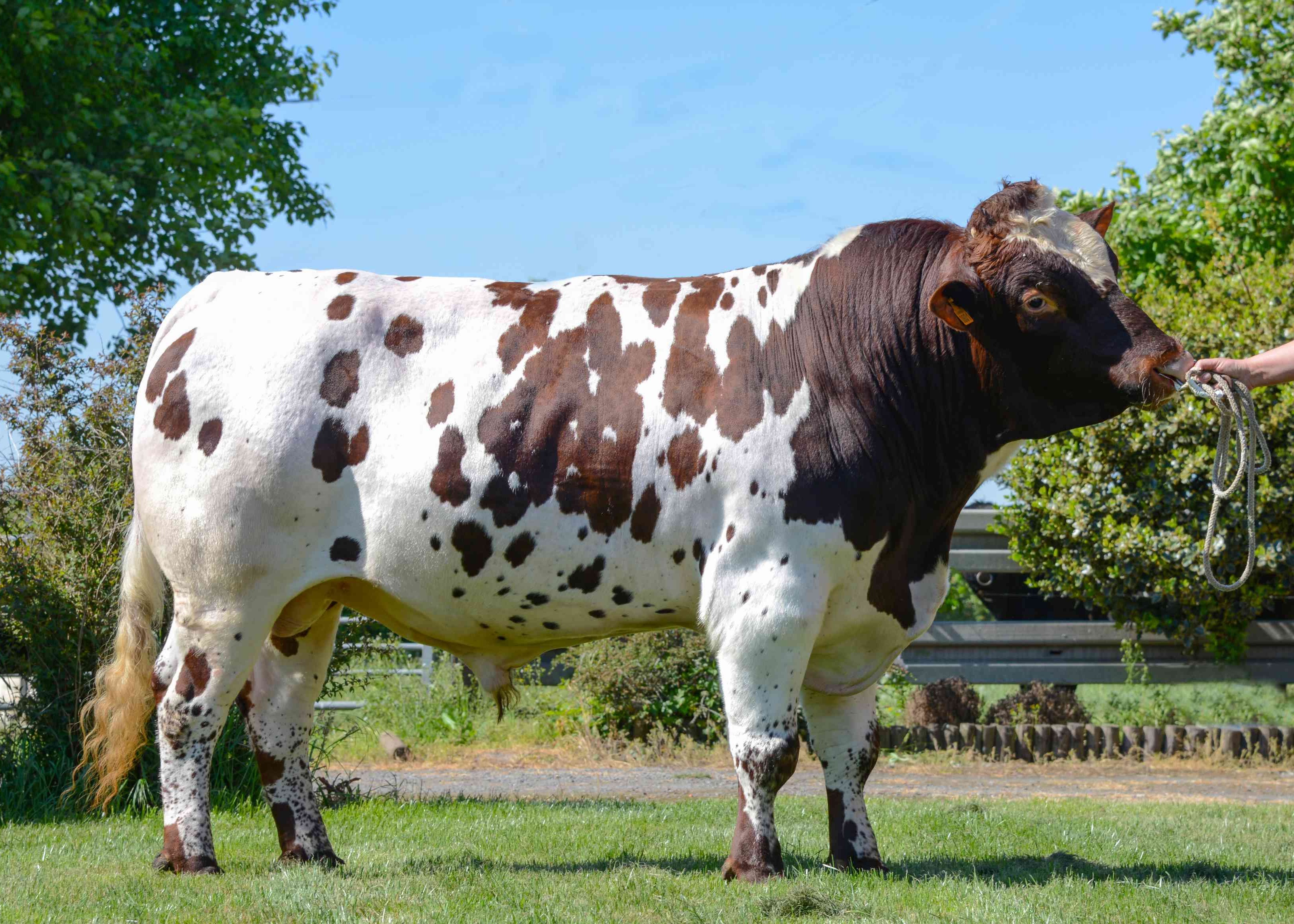 Tamboer