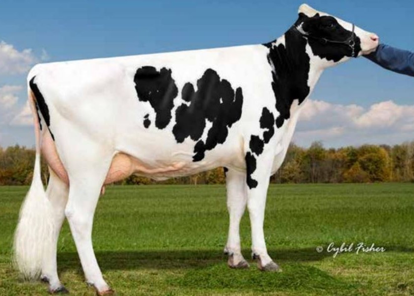 Clear-Echo Pure 3342 EX-90, 4th dam of Columbo
