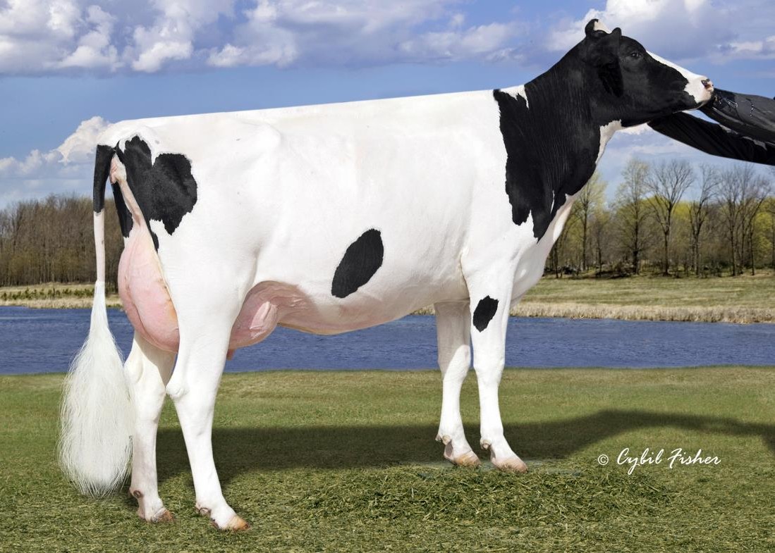 Sesagull-Bay Miss America-ET EX-91 GMD DOM, 7th Dam of Okocha