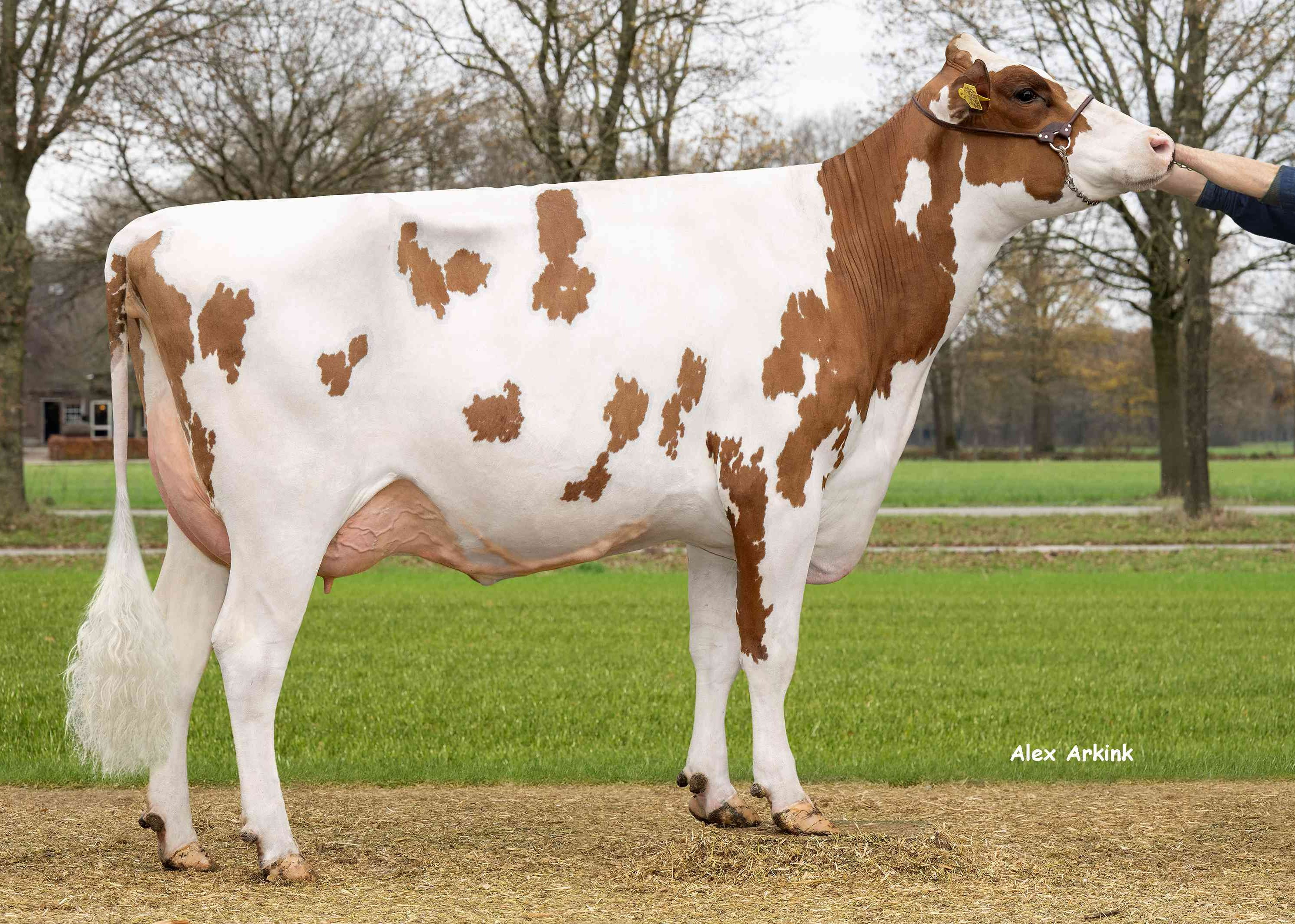 Delta Joosje (s. Drone PP) owner: Barendonk Holsteins VOF, Beers NB