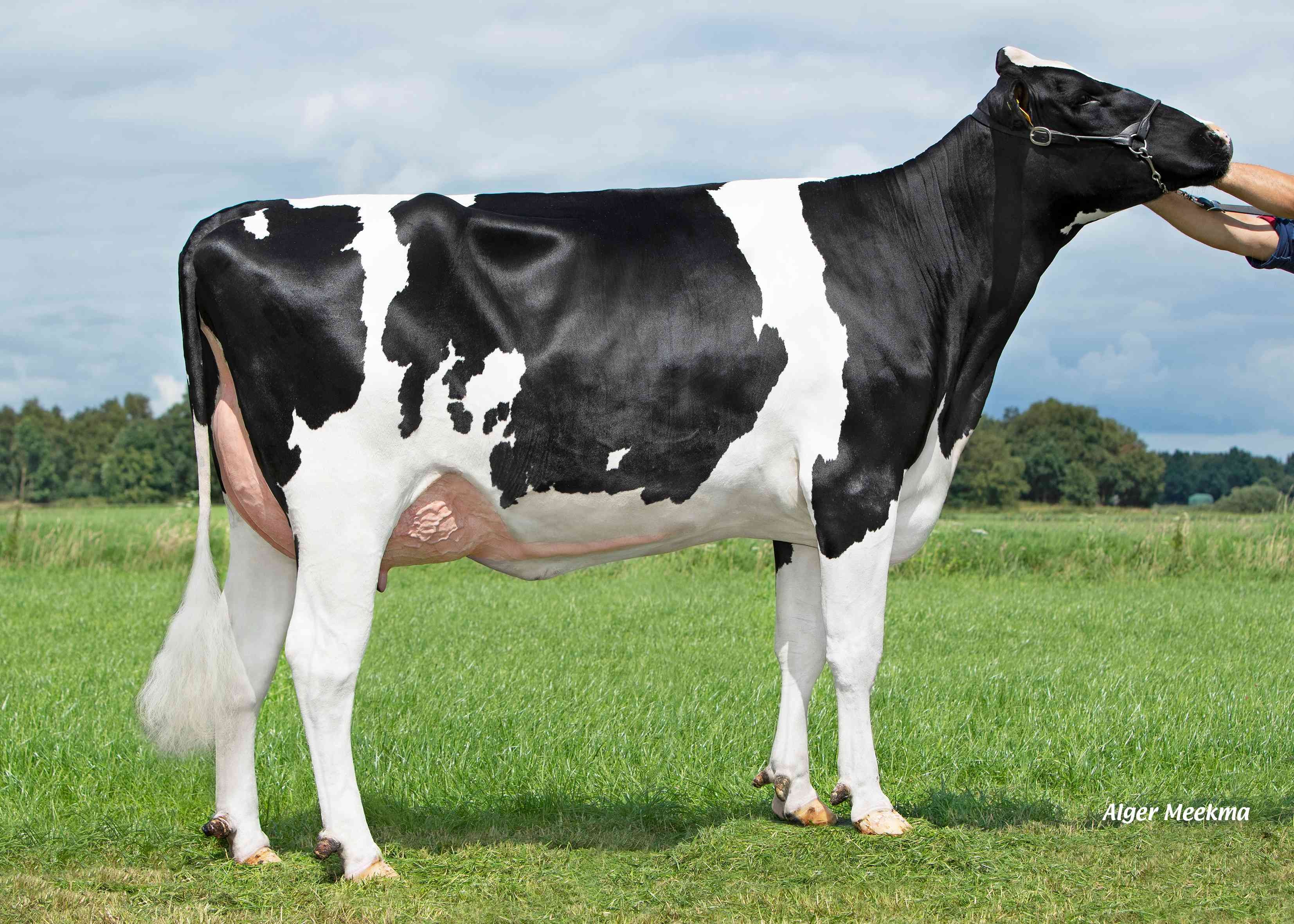 Delta Judele (s. Jawline PP), grootmoeder Erling, Eig.: K.A.F.M. & L.P.J. Nooijen-Maas, Coevorden