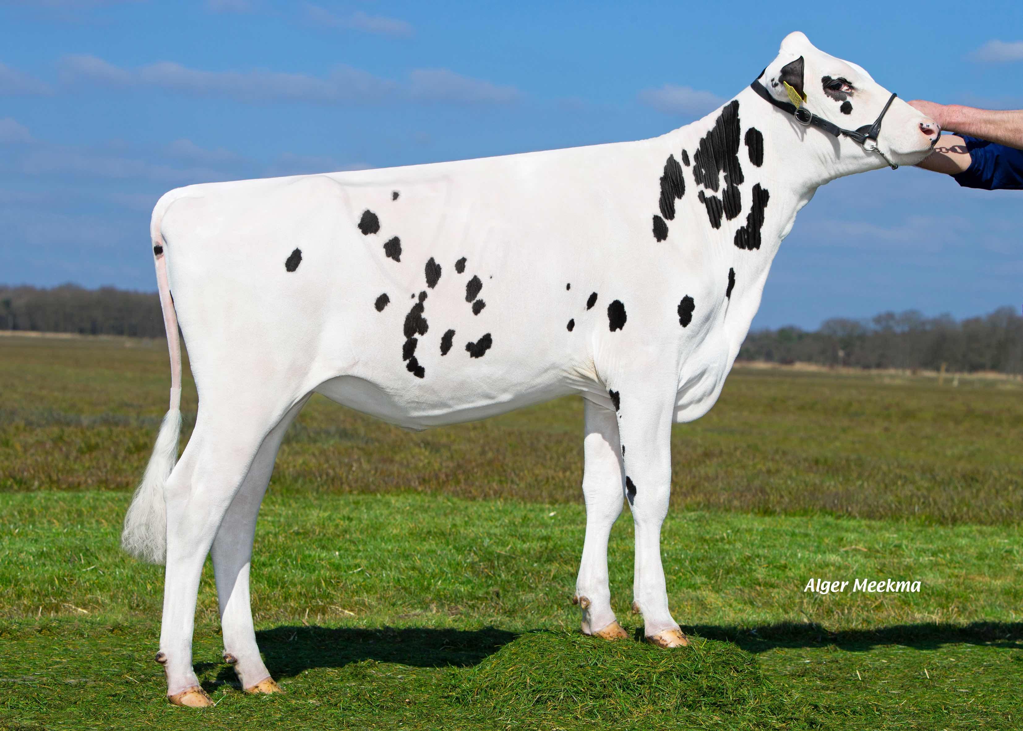 Hedra Delta Jonka (granddam of Jawline PP-Red) owner: CRV BV, Arnhem